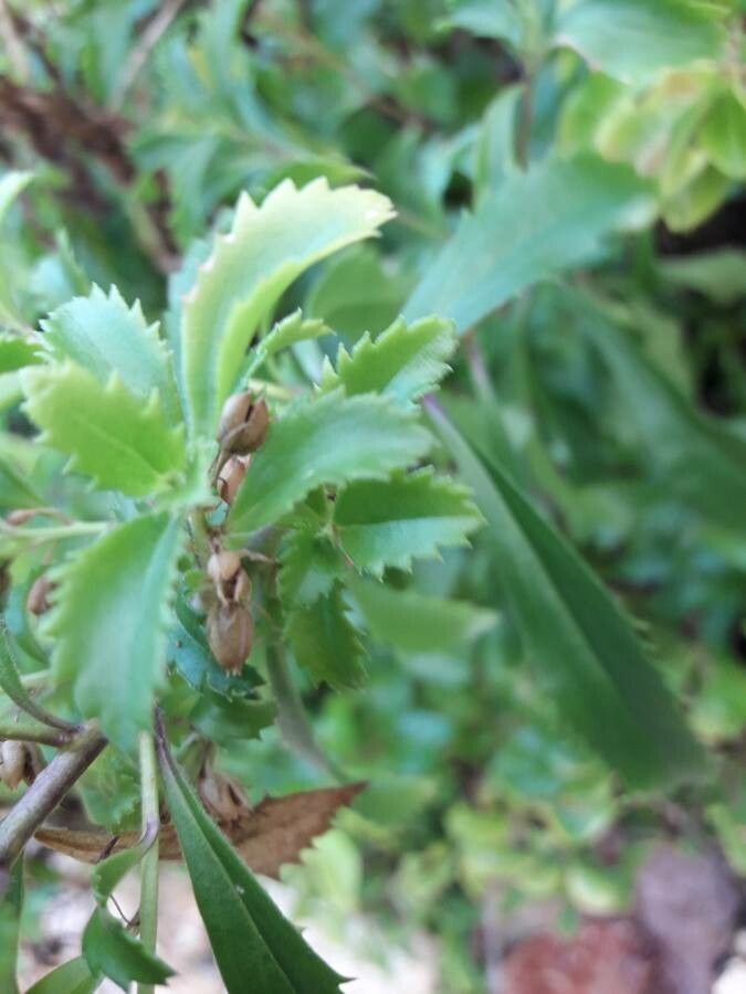 Capraria biflora fruit