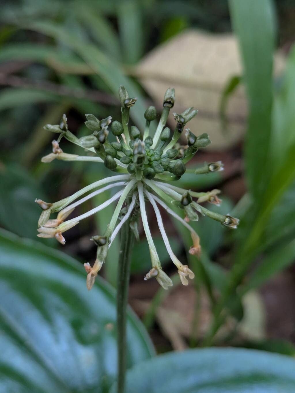 Malaxis moritzii — search result for 'Malaxis'