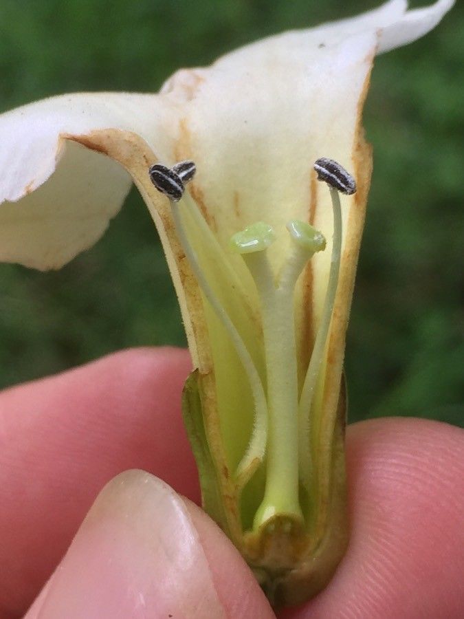Bourreria costaricensis flower