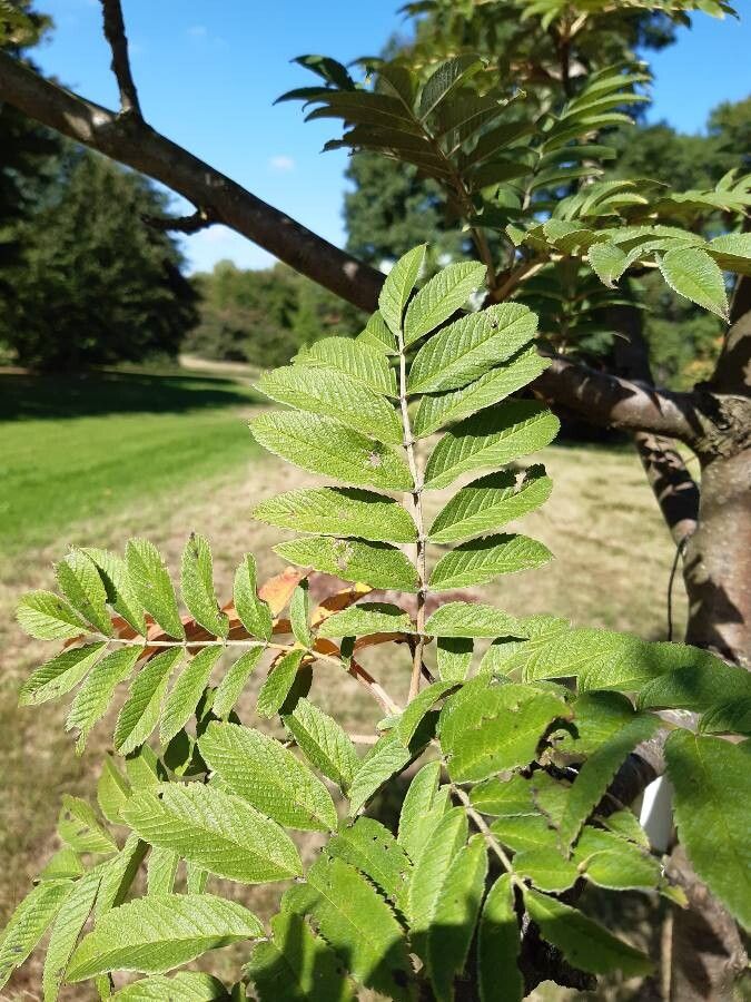 Sorbus sargentiana leaf