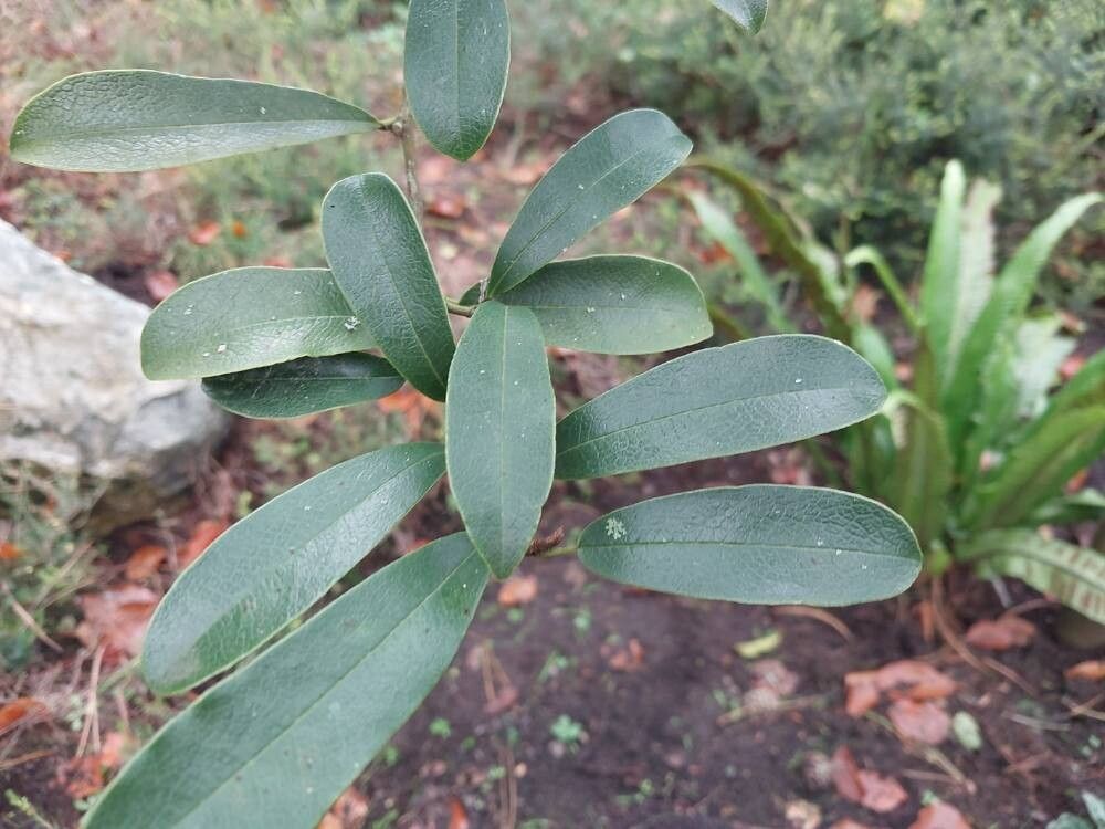 Magnolia yunnanensis leaf