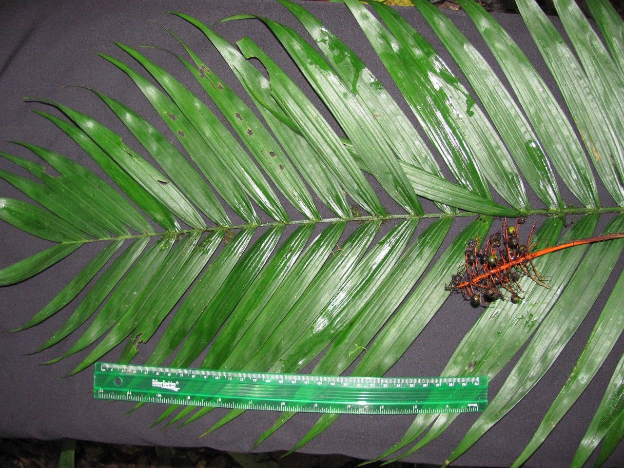 Chamaedorea brachyclada