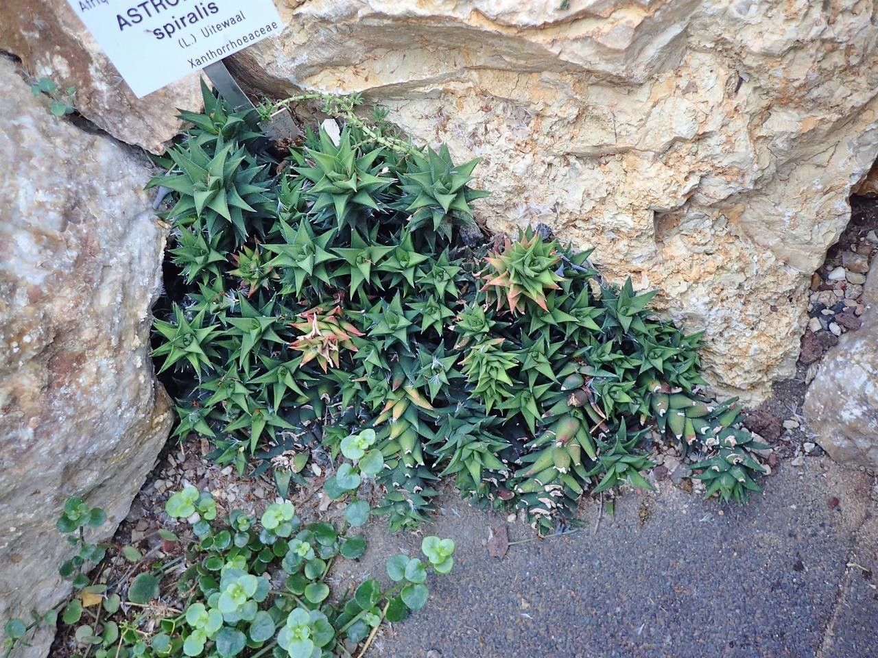 Astroloba spiralis habit