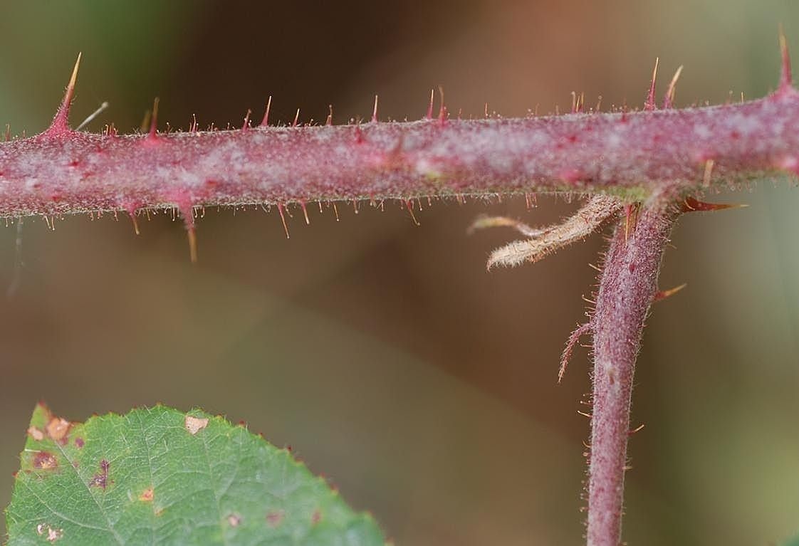 Rubus tauni bark