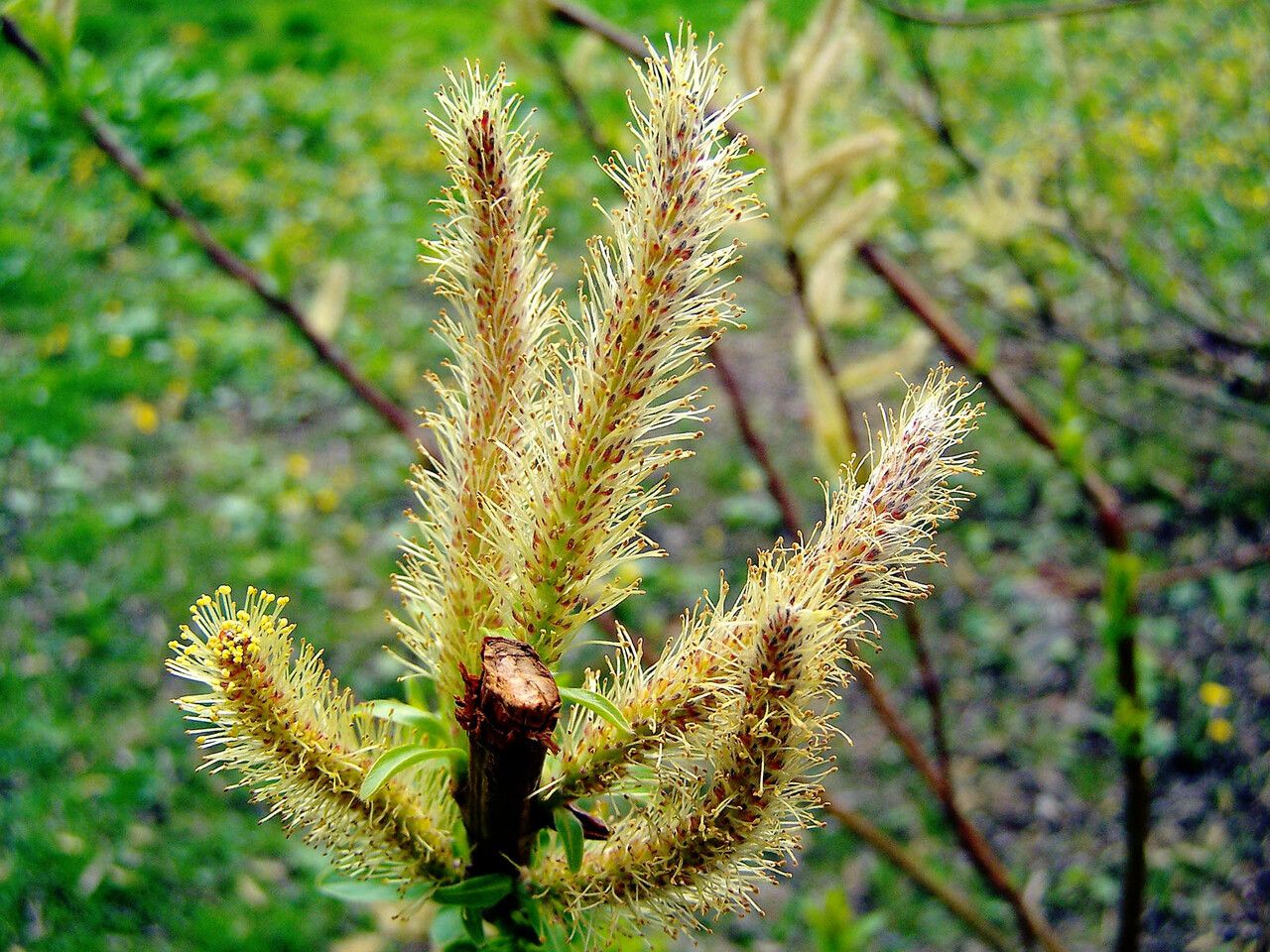 Salix lasiolepis flower