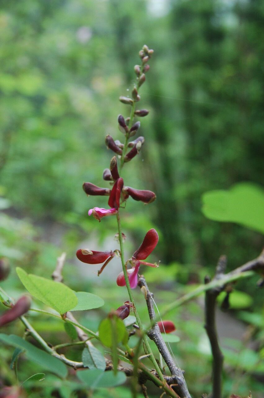 Indigofera glabra — houseplant care guide