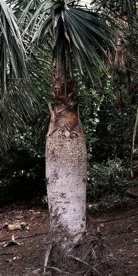 Coccothrinax spissa bark