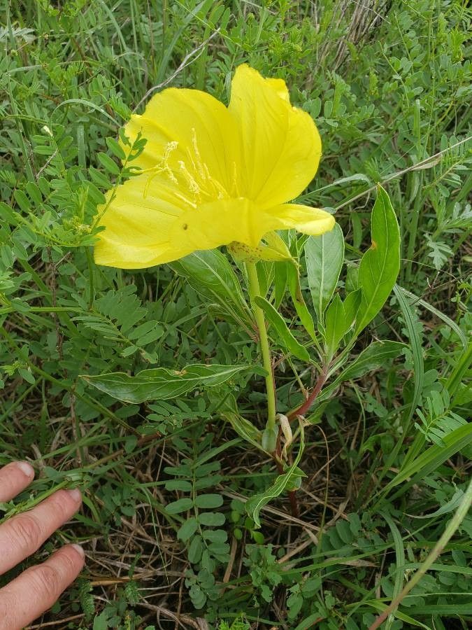 Oenothera triloba habit