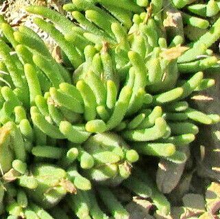 Mesembryanthemum lancifolium leaf
