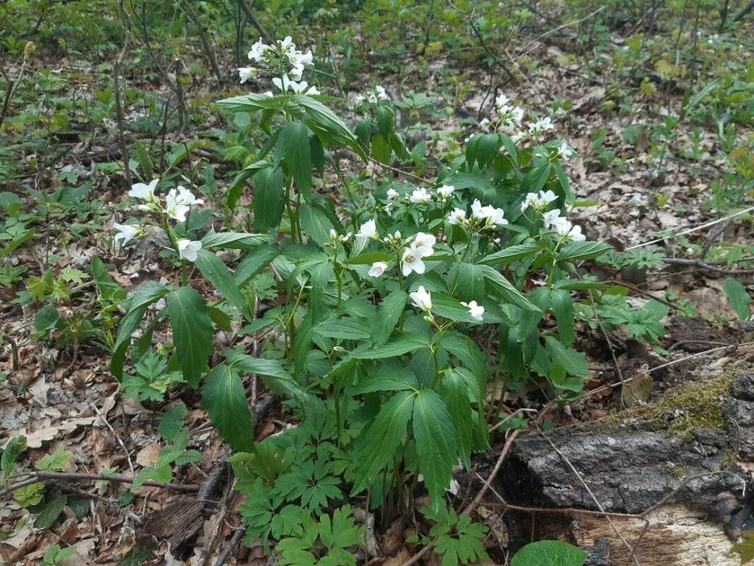 Cardamine waldsteinii — search result for 'Cardamine'