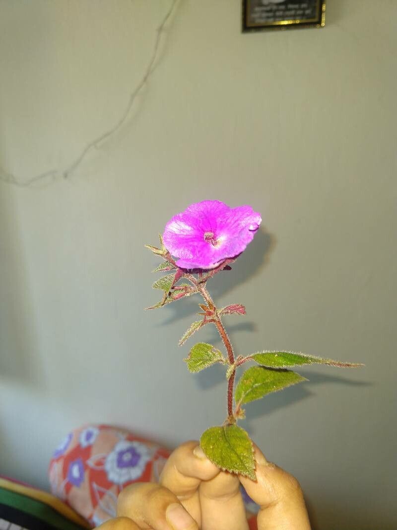 Achimenes grandiflora bark