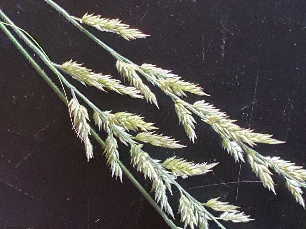 Enneapogon cenchroides flower