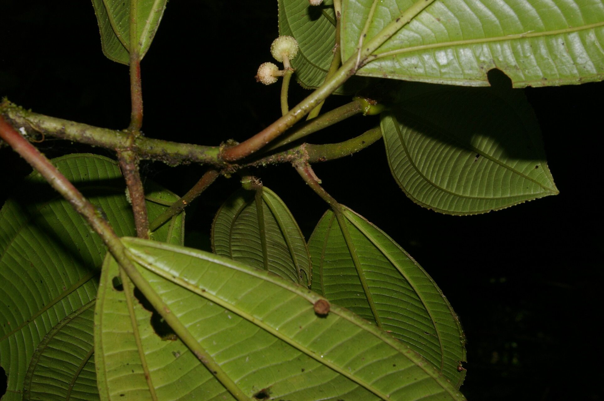 Miconia conomacrantha — houseplant care guide