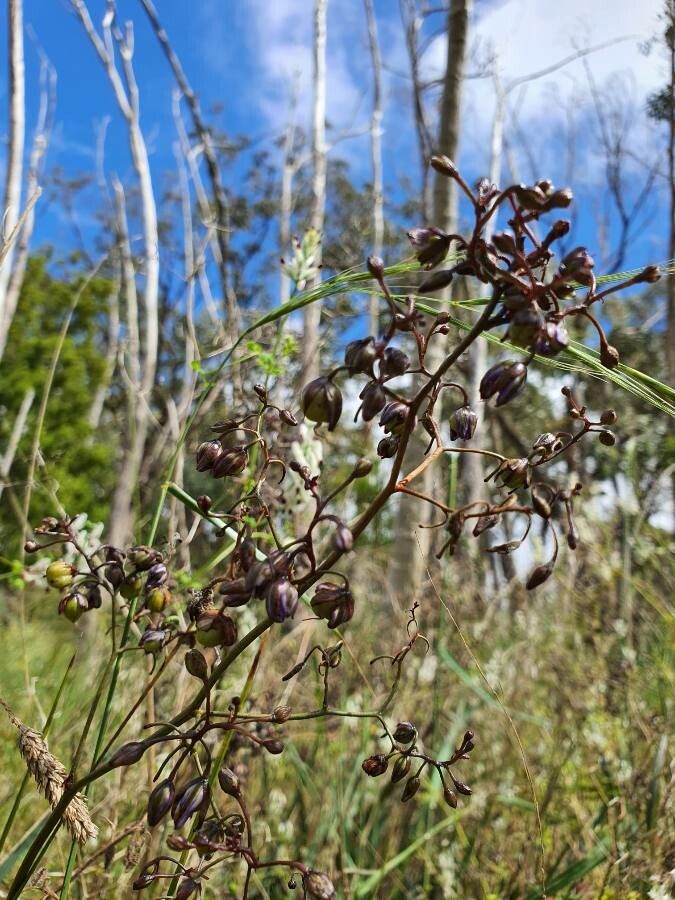 Dianella revoluta fruit