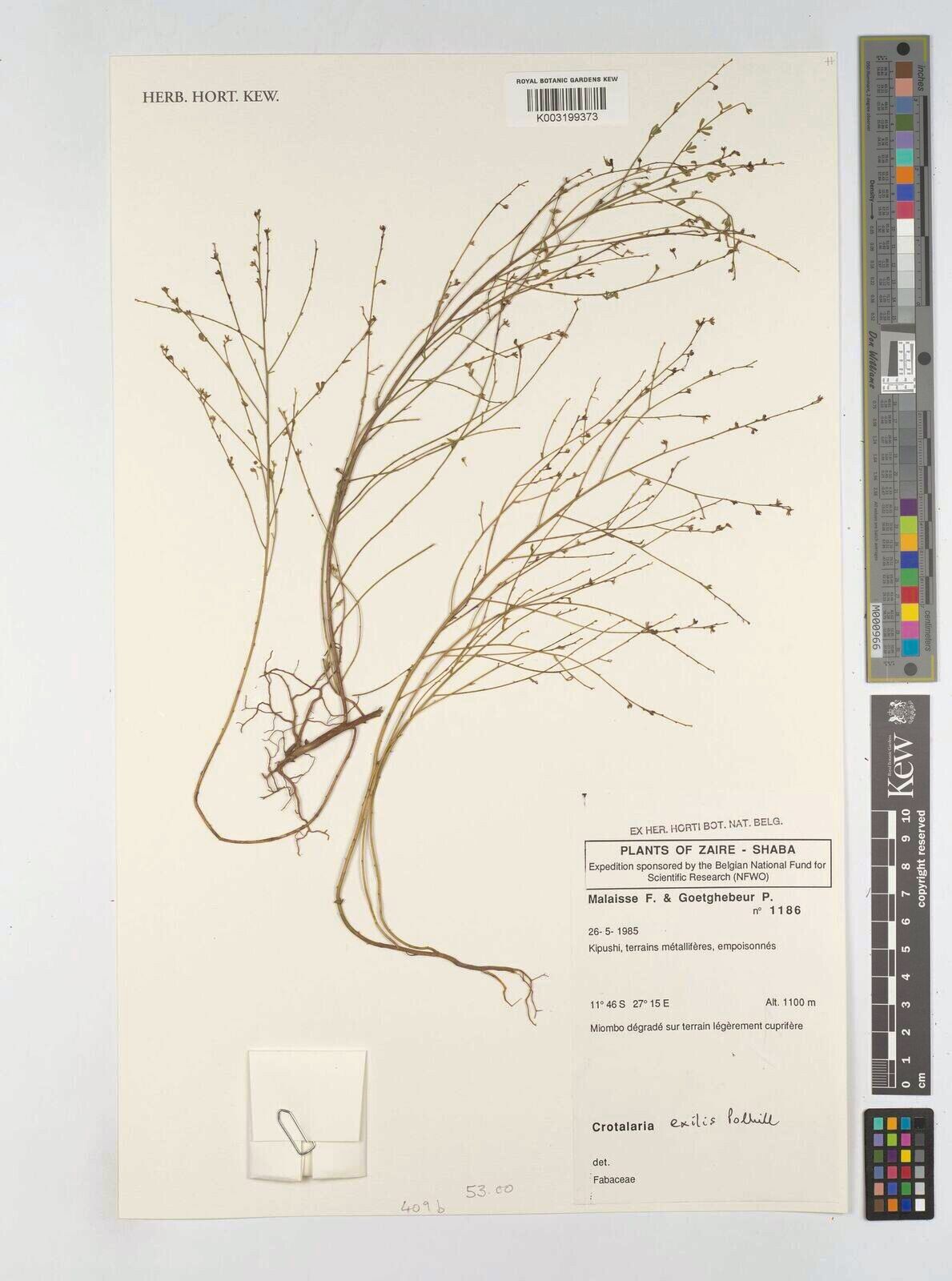 Crotalaria exilis — houseplant care guide