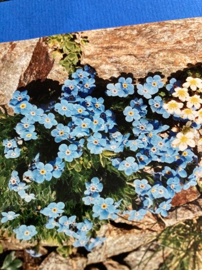 Eritrichium nanum — houseplant care guide