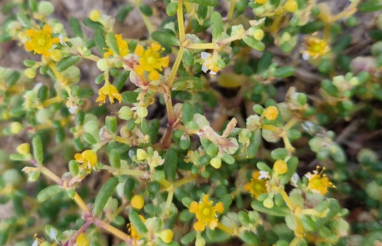 Zygophyllum simplex flower