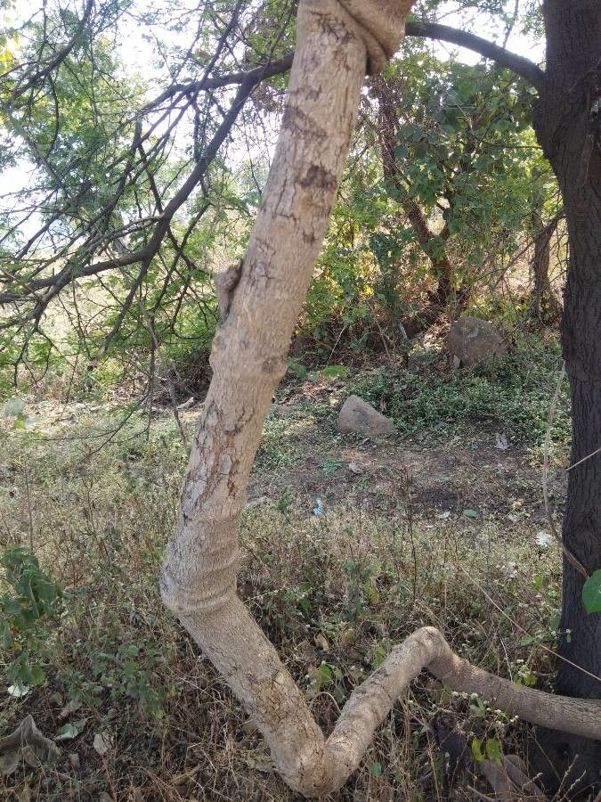 Dregea volubilis bark