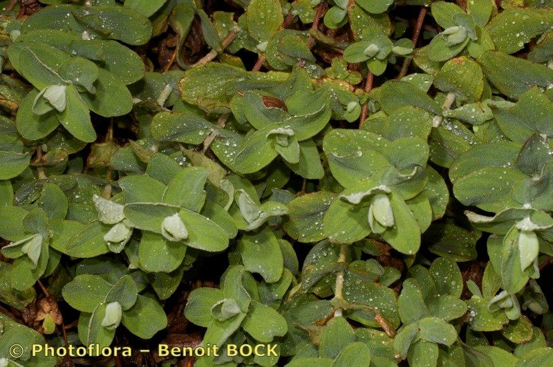 Hypericum coadunatum — search result for 'Hypericaceae'