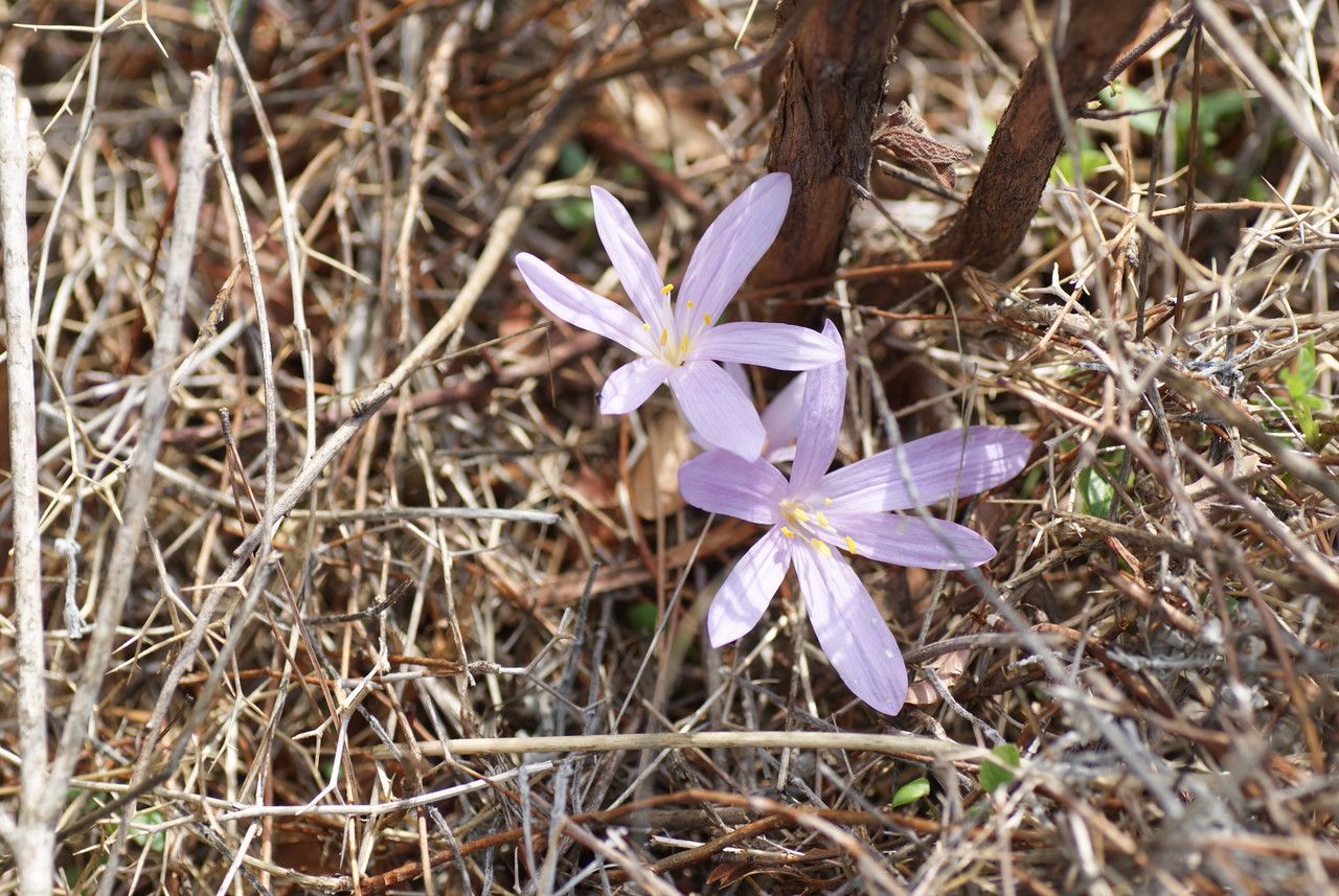 Colchicum parlatoris — search result for 'Colchicum'