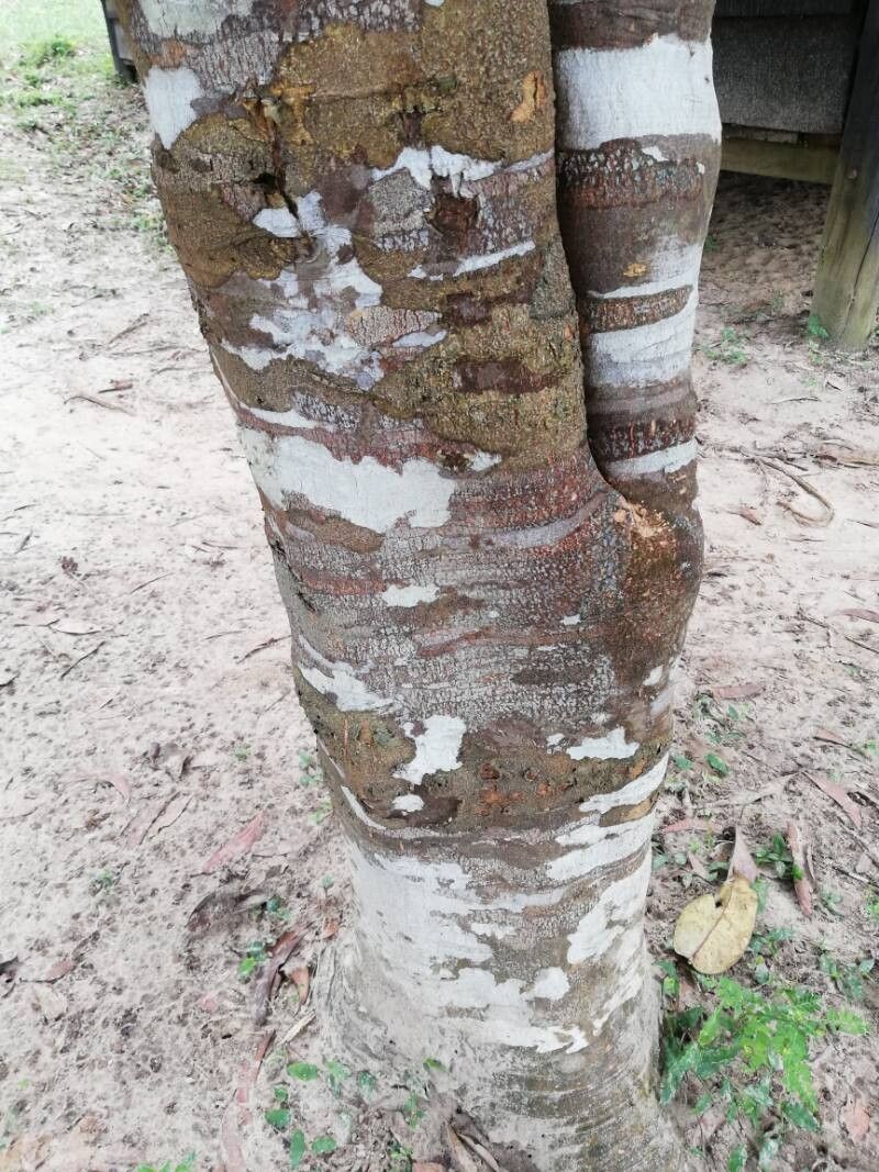 Cassipourea congoensis bark