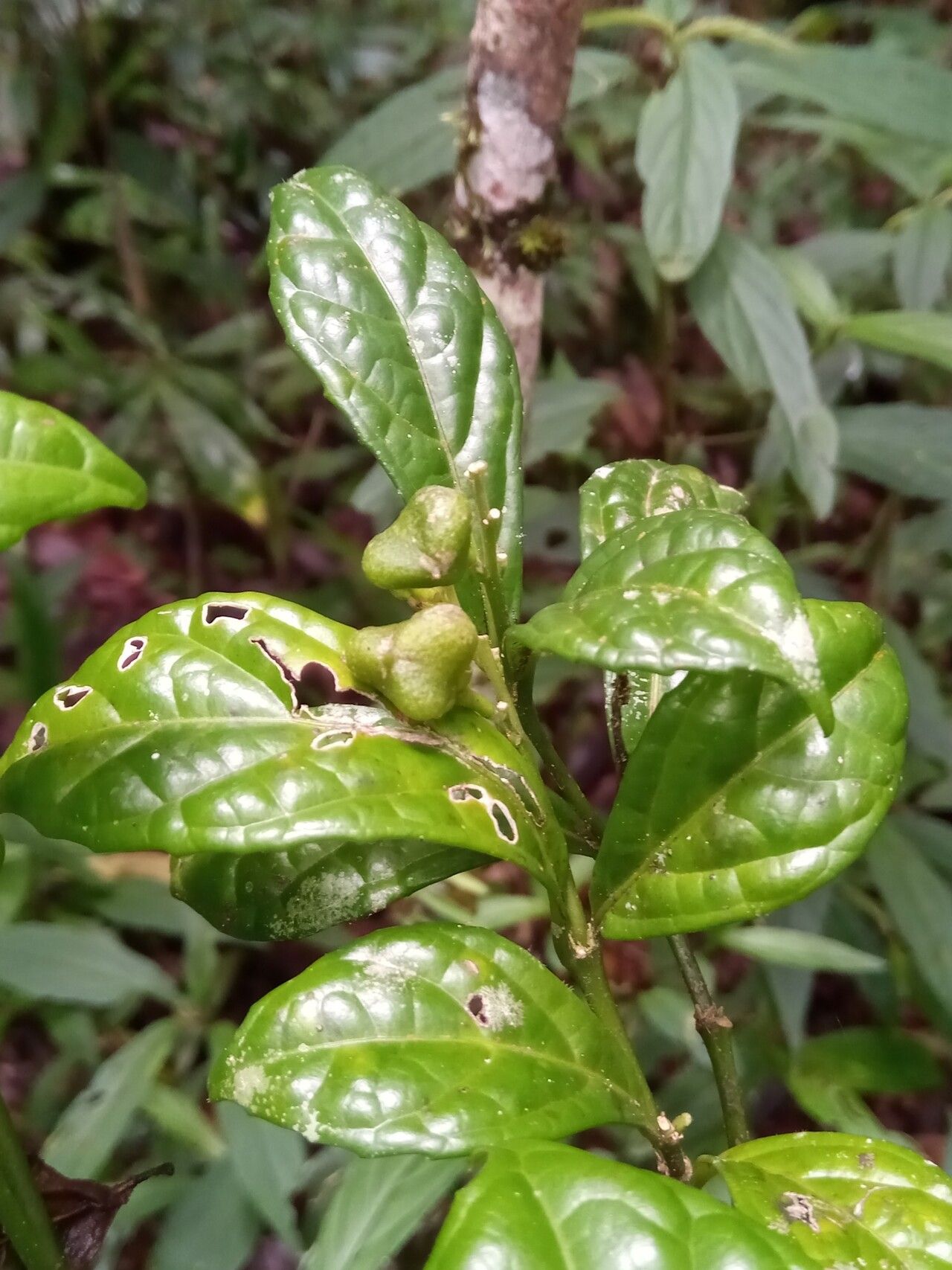 Rinorea bullata leaf