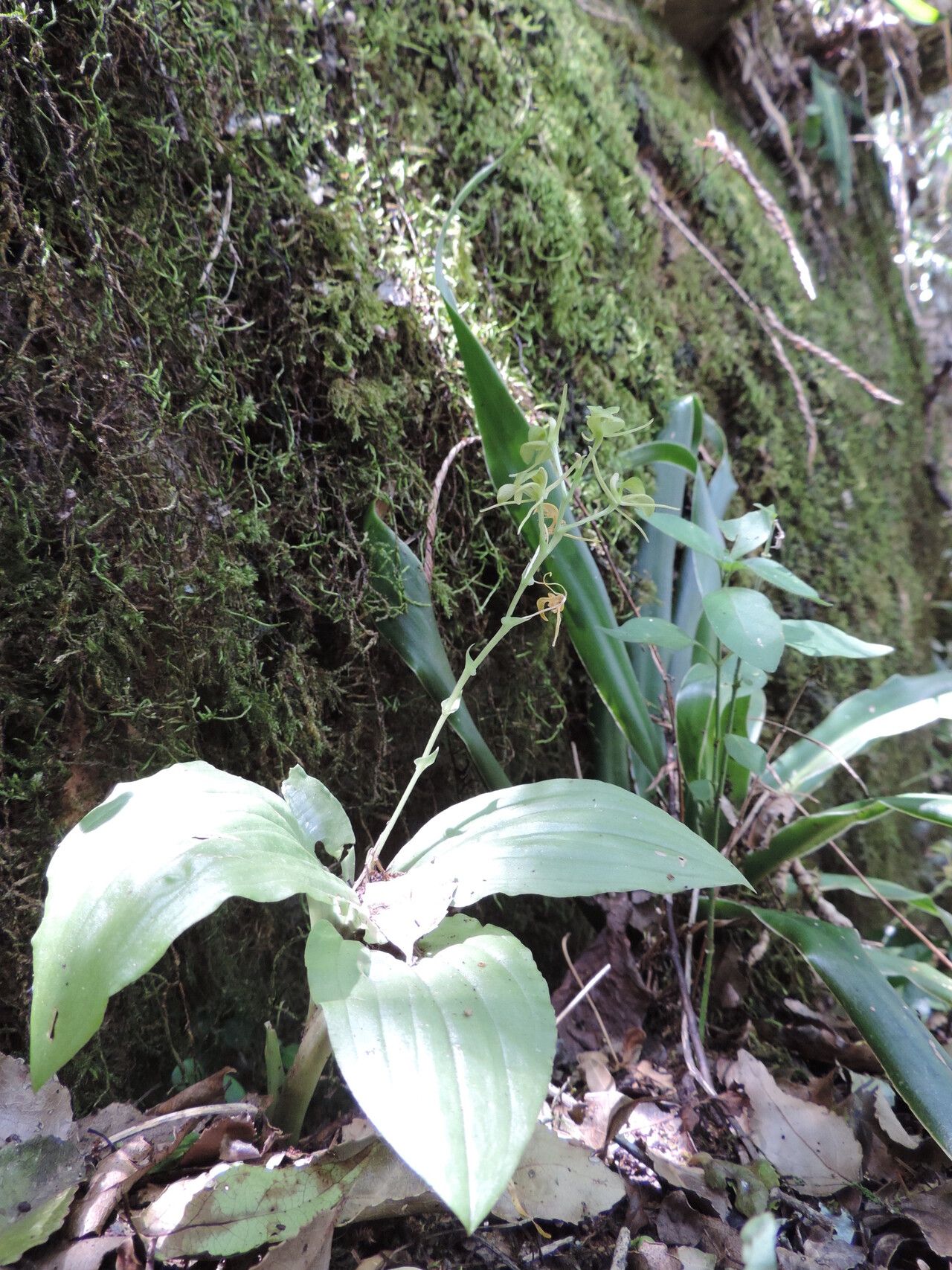 Liparis bowkeri — houseplant care guide