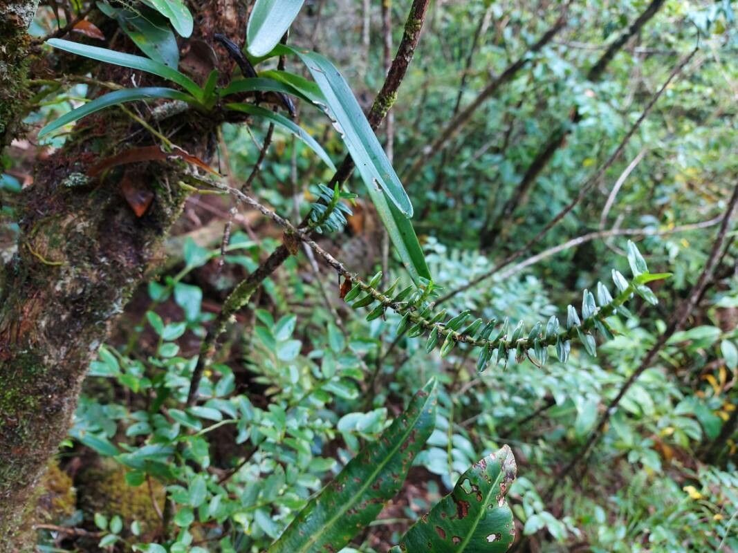 Angraecum appendiculatum habit