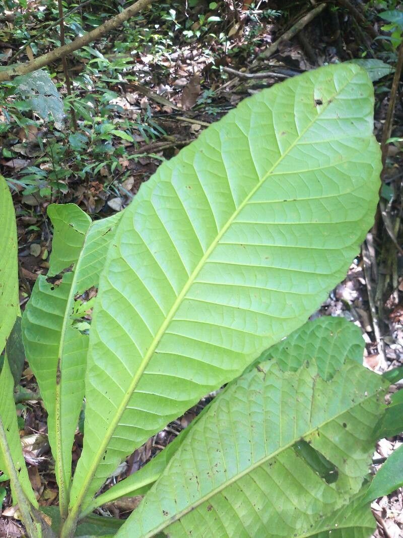 Siparuna pachyantha leaf