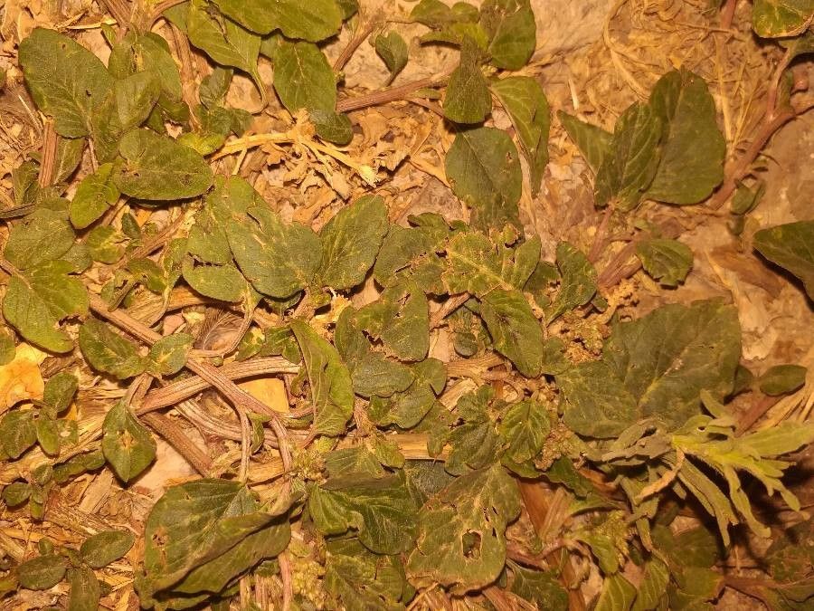 Acanthospermum australe — search result for 'Paraguay'