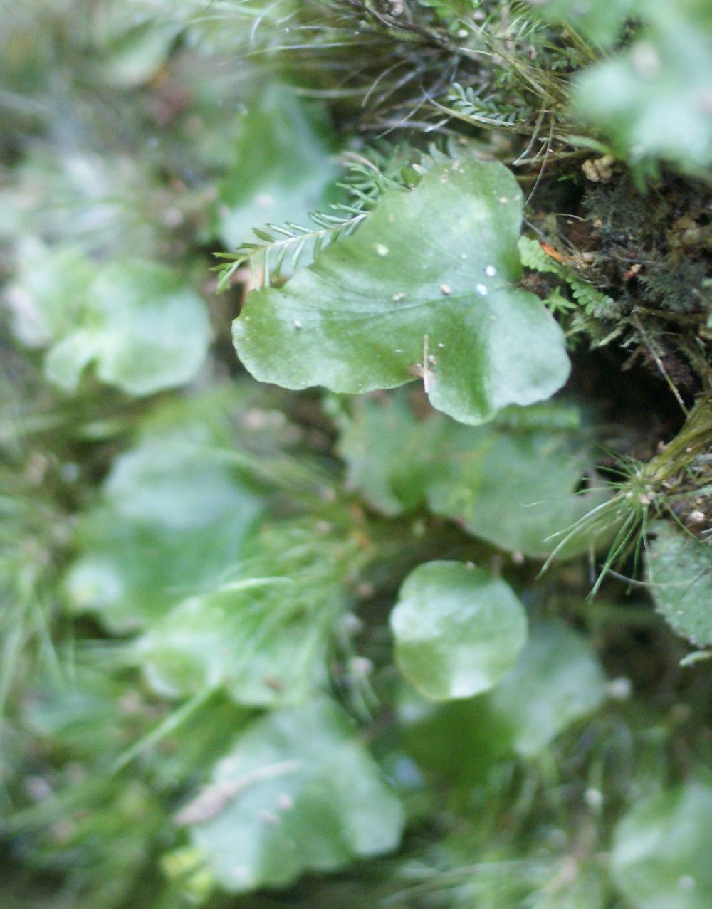 Trichomanes cuspidatum — houseplant care guide