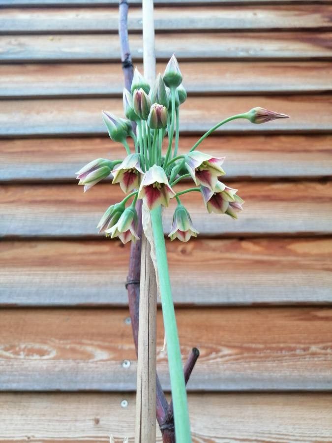 Allium siculum flower