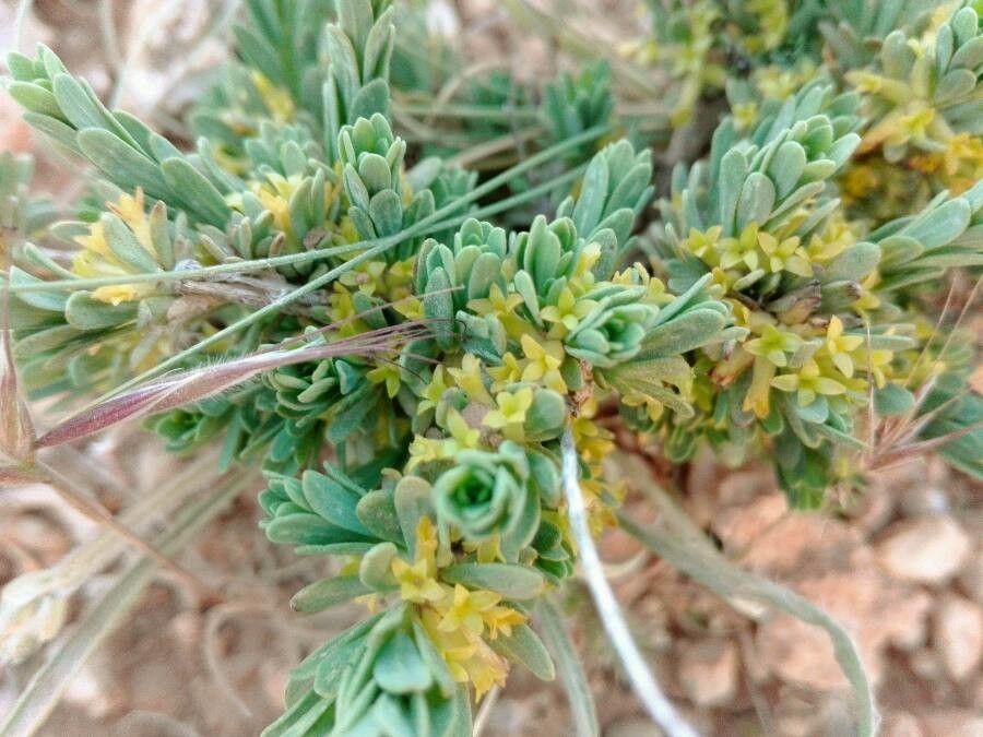 Thymelaea virescens flower