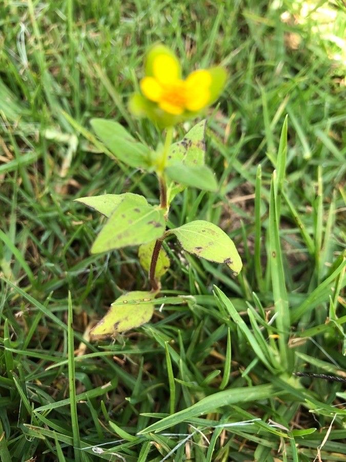 Melampodium perfoliatum — search result for 'Tropical regions of Central and South America'