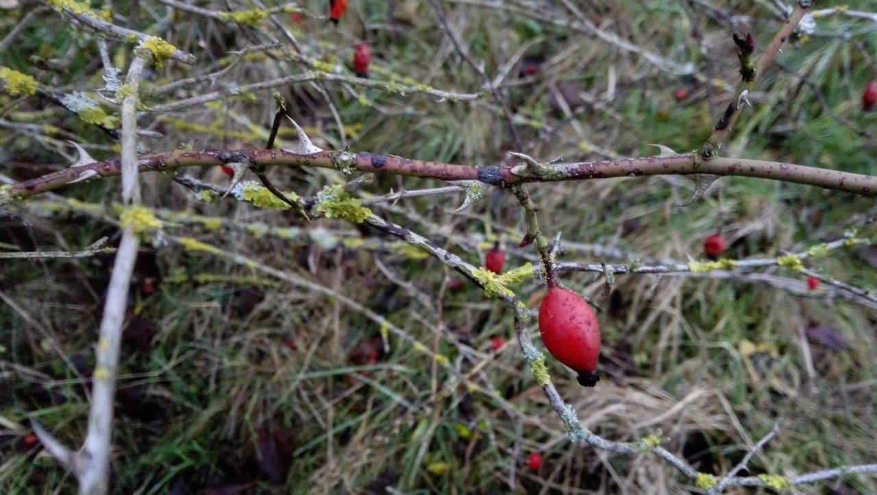 Rosa stylosa fruit