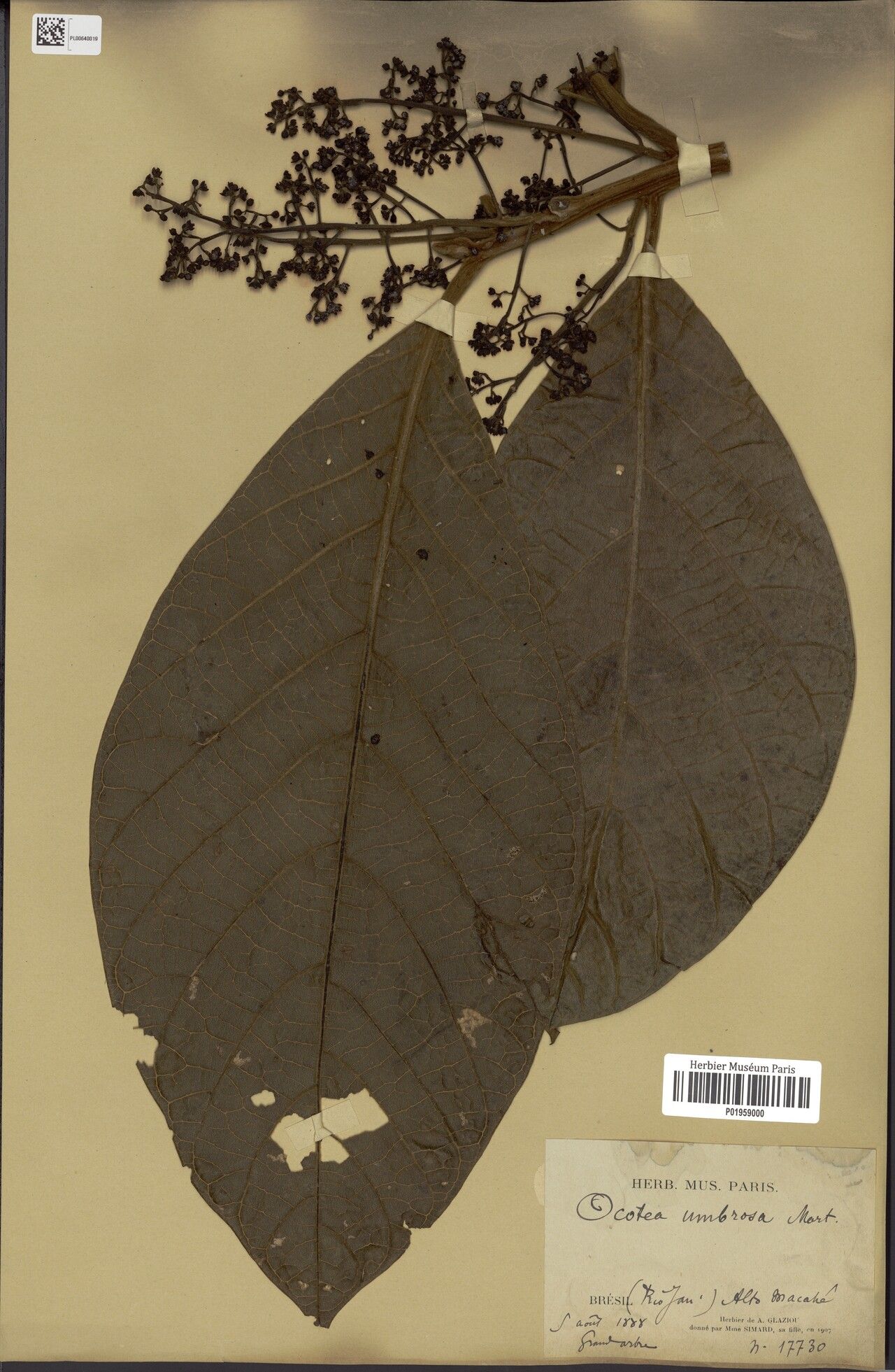 Ocotea tabacifolia — search result for 'Ocotea'