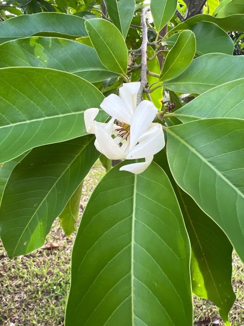 Magnolia × alba flower