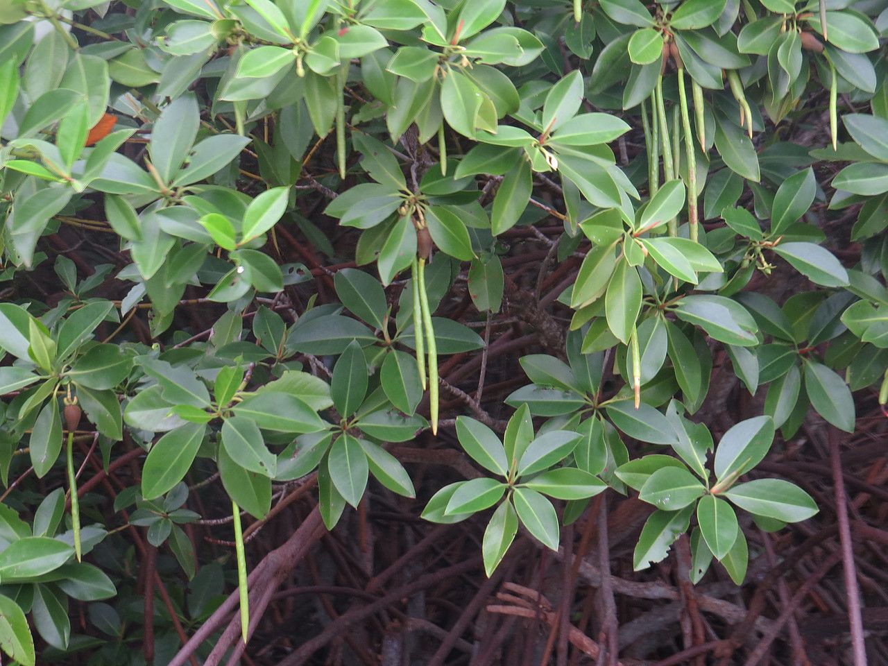 Rhizophora mucronata fruit