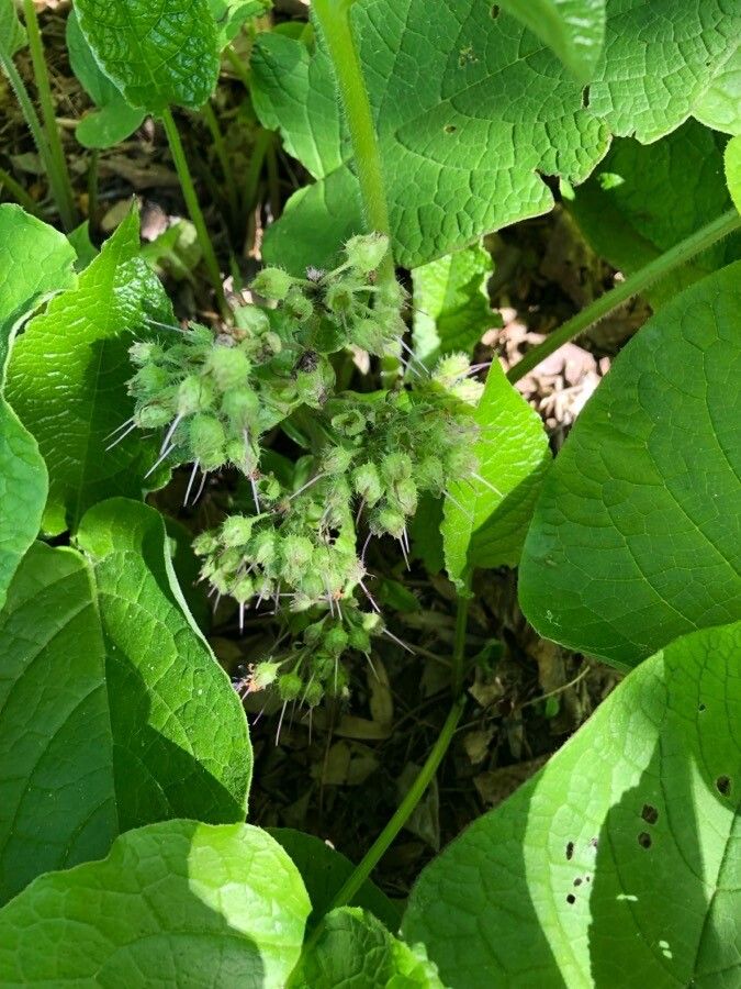 Trachystemon orientalis fruit