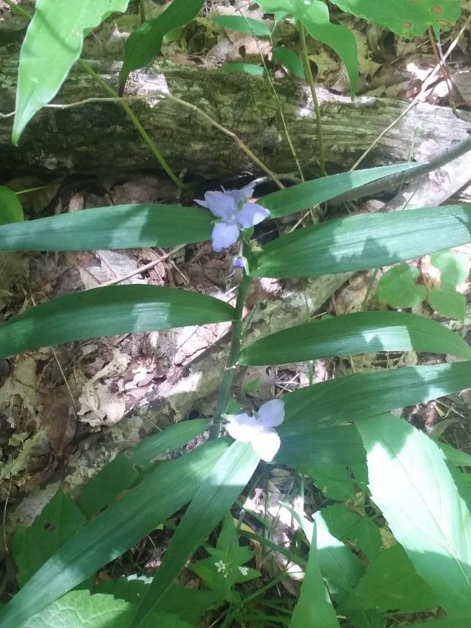 Tradescantia subaspera flower