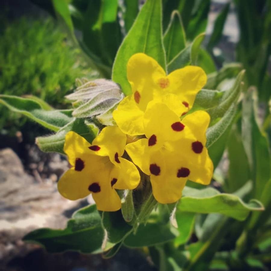 Mohavea breviflora — related species from the same genus