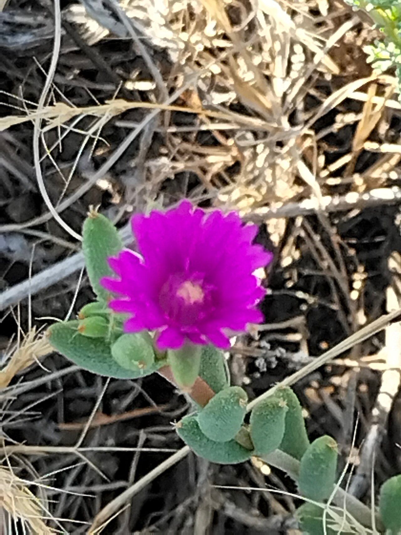 Trichodiadema setuliferum bark