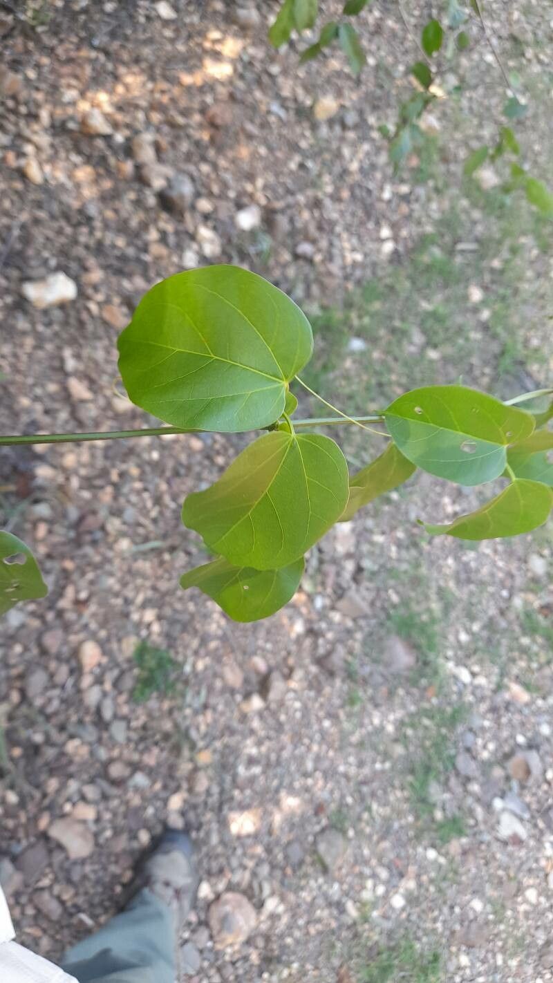 Bignonia diversifolia — houseplant care guide