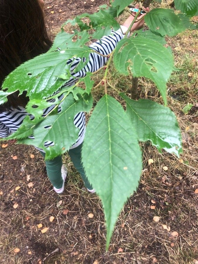 Prunus rufa — houseplant care guide