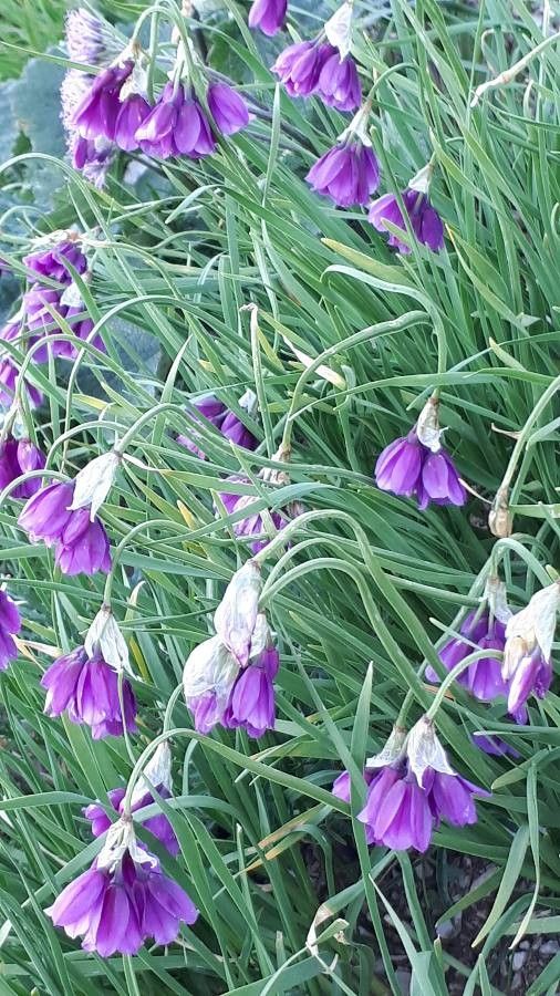 Allium insubricum leaf