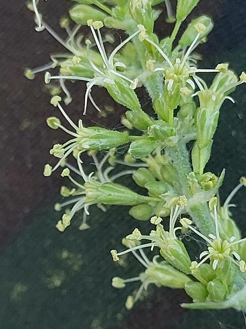Silene borysthenica flower