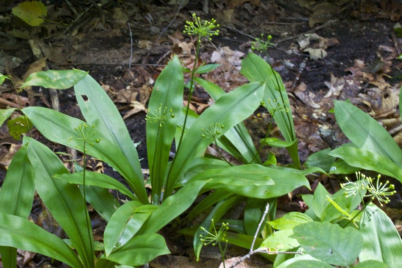 Clintonia umbellulata habit