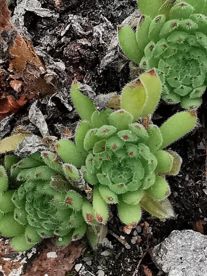 Sempervivum marmoreum — search result for 'Hungary'