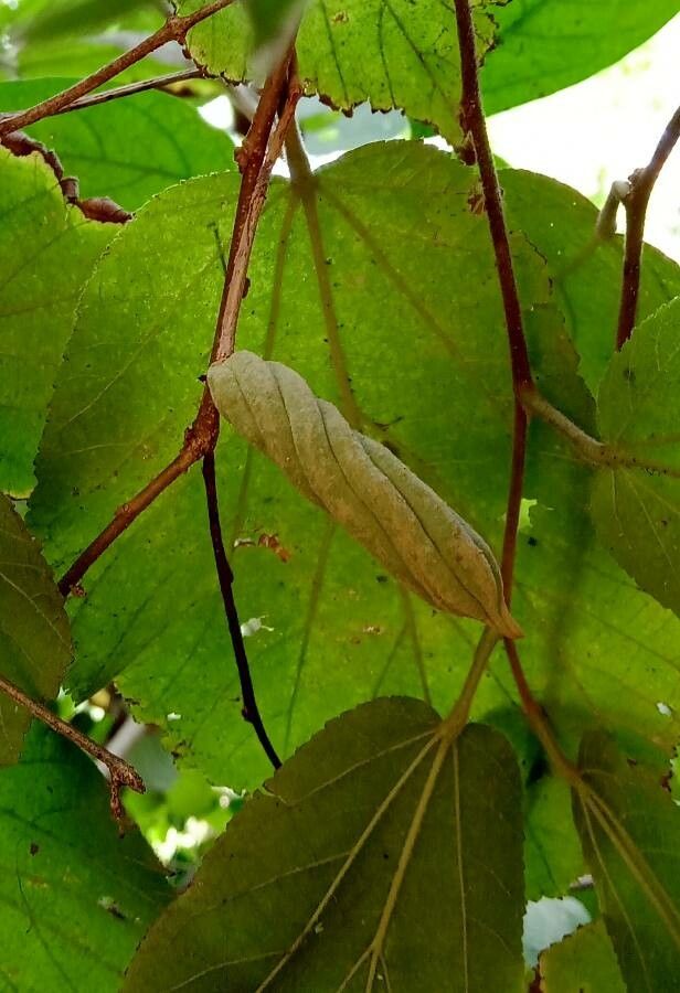 Helicteres isora fruit