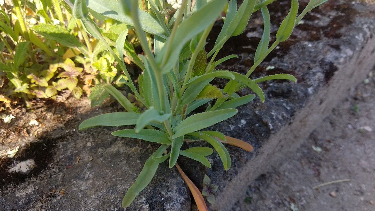 Omphalodes linifolia — search result for 'Linum'